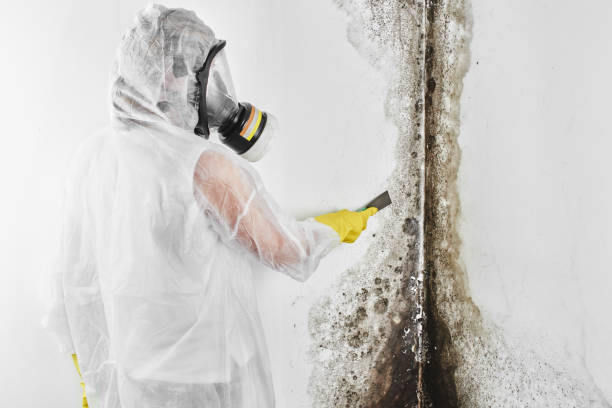 Office Mold Removal Services in Machias, WA