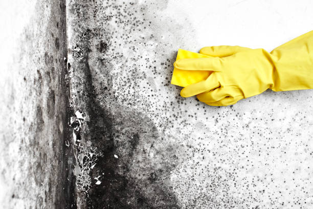 Best Mold Testing  in Machias, WA
