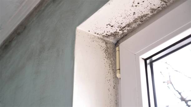 Best Mold Remediation Experts  in Machias, WA