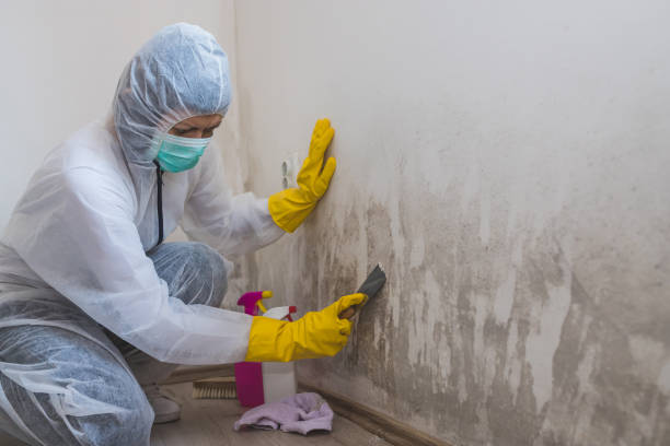 Best Mold Removal Near Me  in Machias, WA