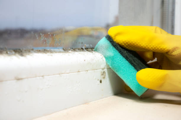 Best Local Mold Removal Service  in Machias, WA