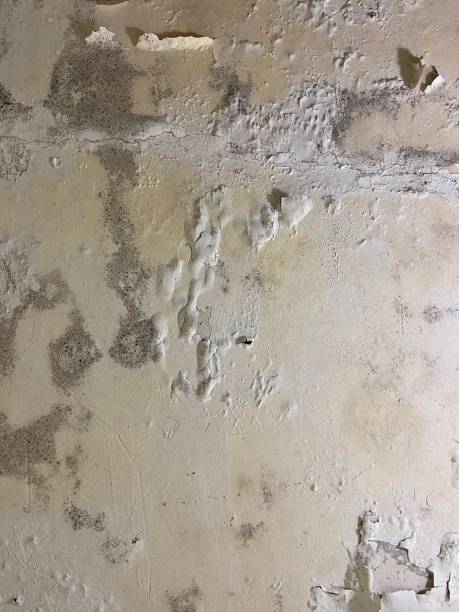 Best Attic Mold Removal  in Machias, WA