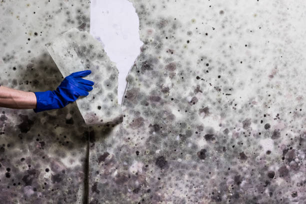 Best Fast Mold Removal  in Machias, WA